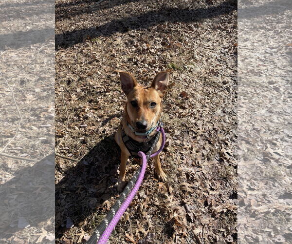 Medium Photo #7 Rat Terrier-Unknown Mix Puppy For Sale in Oakhurst, NJ, USA