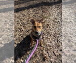 Small #6 Rat Terrier Mix
