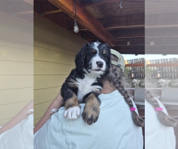 Medium Photo #2 Bernedoodle Puppy For Sale in REDMOND, OR, USA