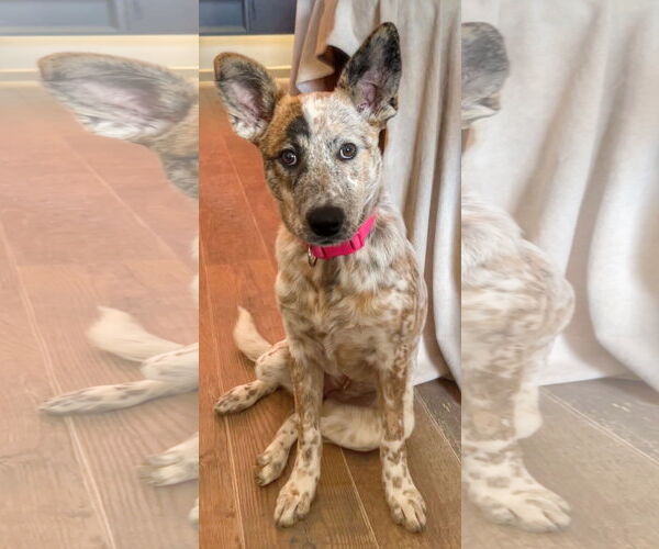 Medium Photo #1 Mutt Puppy For Sale in Garden City, NY, USA