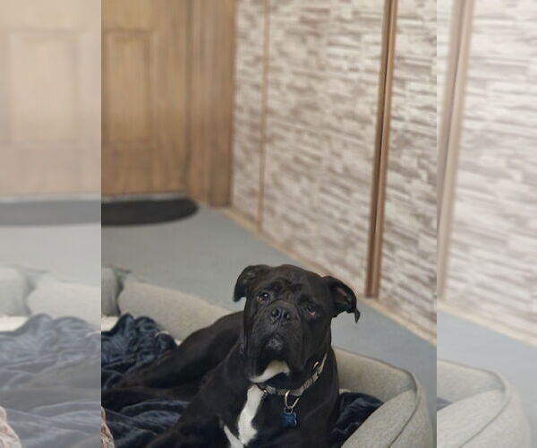 Medium Photo #16 American Bulldog-Unknown Mix Puppy For Sale in Shreveport, LA, USA