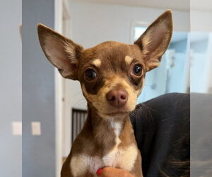 Chihuahua Dogs for adoption in Bellevue, WA, USA