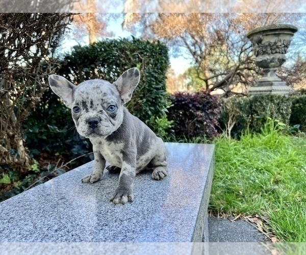 Medium Photo #199 French Bulldog Puppy For Sale in HAYWARD, CA, USA