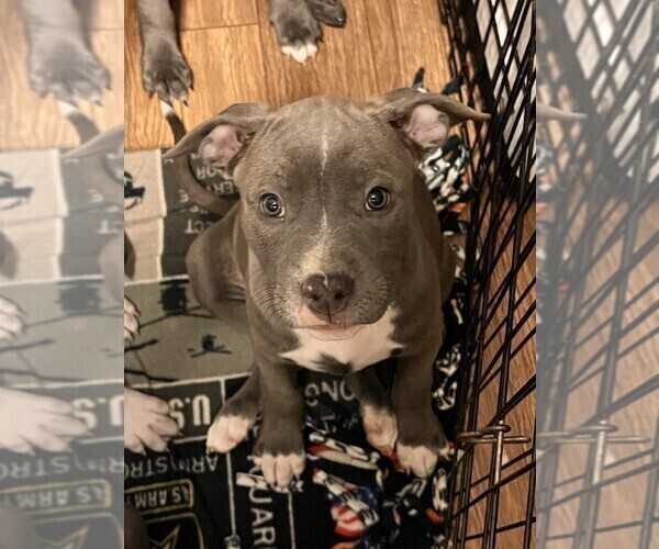Medium Photo #11 American Bully-American Staffordshire Terrier Mix Puppy For Sale in BENNETT, CO, USA