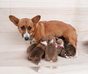 Mother of the Pembroke Welsh Corgi puppies born on 12/22/2023