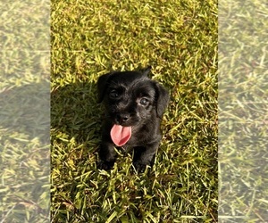 Schnauzer (Miniature) Puppy for sale in BUSH, LA, USA