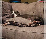 Small #9 American Staffordshire Terrier
