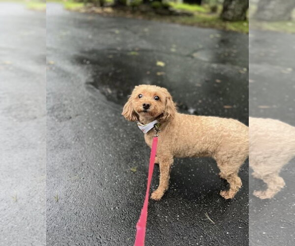 Medium Photo #3 Poodle (Toy) Puppy For Sale in Mt. Laurel, NJ, USA