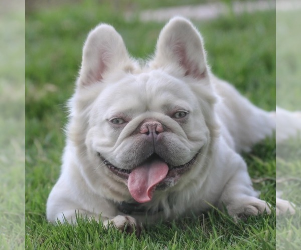 Medium Photo #1 French Bulldog Puppy For Sale in BAYTOWN, TX, USA