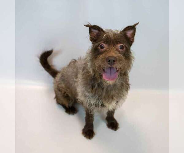 Medium Photo #6 Mutt Puppy For Sale in Kennesaw, GA, USA