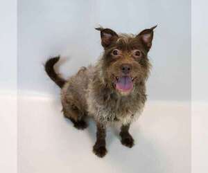 McGruff - Male Mutt Dog for Adoption - Photo #6