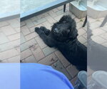 Small #3 GIANT SCHNAUZER  Mix