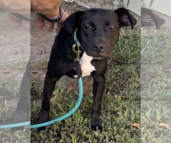 Medium Photo #15 Labrador Retriever-Unknown Mix Puppy For Sale in Mount Laurel, NJ, USA