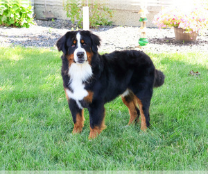 Father of the Bernese Mountain Dog puppies born on 06/07/2026