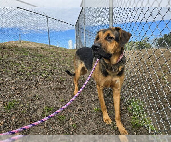 Medium Photo #3 Bloodhound-Unknown Mix Puppy For Sale in Ocala, FL, USA
