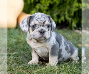 French Bulldog Puppy for sale in RONKS, PA, USA