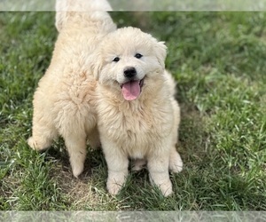 Great Pyrenees Puppy for sale in NEWTON, NC, USA