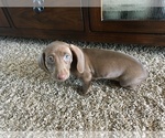 Small Photo #4 Dachshund Puppy For Sale in SIOUX CITY, IA, USA