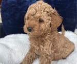 Small #1 Goldendoodle (Miniature)