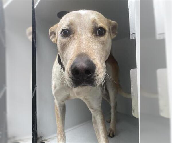 Medium Photo #1 Catahoula Leopard Dog Puppy For Sale in Houston, TX, USA