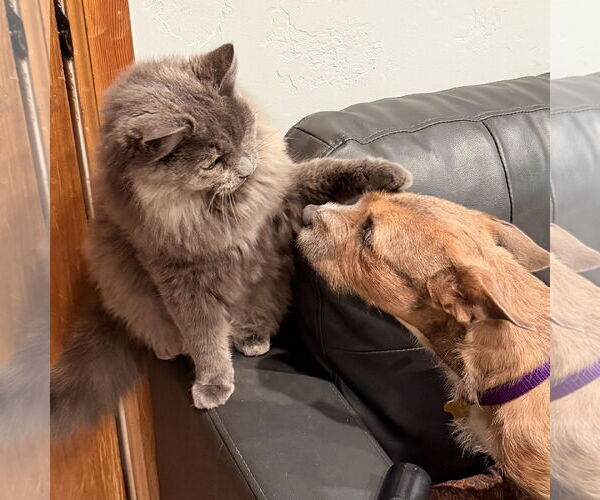 Medium Photo #5 Mutt Puppy For Sale in Sandy, UT, USA