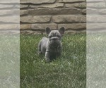 Small #13 French Bulldog