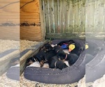 Small Doberman Pinscher