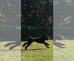 Small #3 Mutt