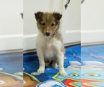Small Photo #3 Shetland Sheepdog Puppy For Sale in MILWAUKEE, WI, USA