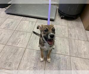 German Shepherd Dog-Unknown Mix Dogs for adoption in Grand Prairie, TX, USA