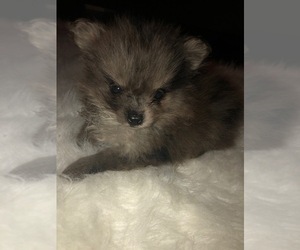Pomeranian Puppy for sale in NORFOLK, VA, USA