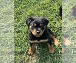 Small #4 Rottweiler
