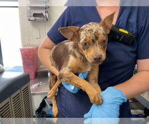 French Bulldog-Unknown Mix Dogs for adoption in San Bernardino, CA, USA