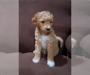 Goldendoodle Puppy for sale in KANSAS CITY, KS, USA