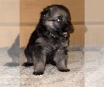 Small #18 German Shepherd Dog