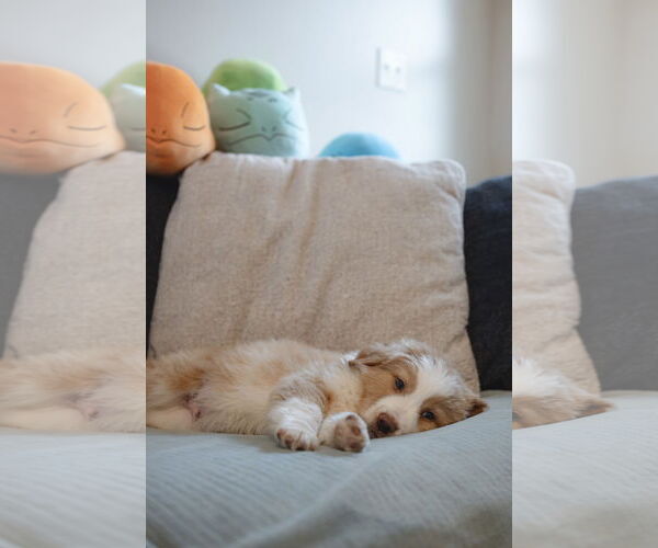 Medium Photo #4 Collie-Unknown Mix Puppy For Sale in Sandy, UT, USA