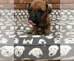Small Photo #2 Rhodesian Ridgeback Puppy For Sale in RIVERSIDE, CA, USA
