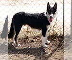 Small #1 Mutt