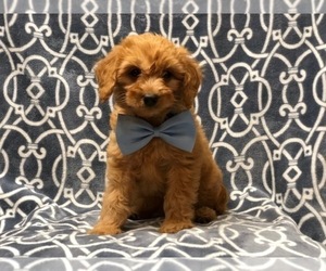 Goldendoodle-Poodle (Miniature) Mix Puppy for sale in LAKELAND, FL, USA