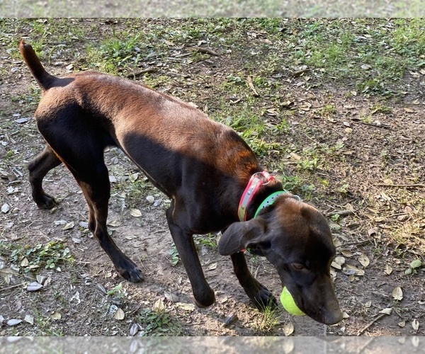Medium Photo #2 German Shorthaired Pointer Puppy For Sale in GREENVILLE, SC, USA