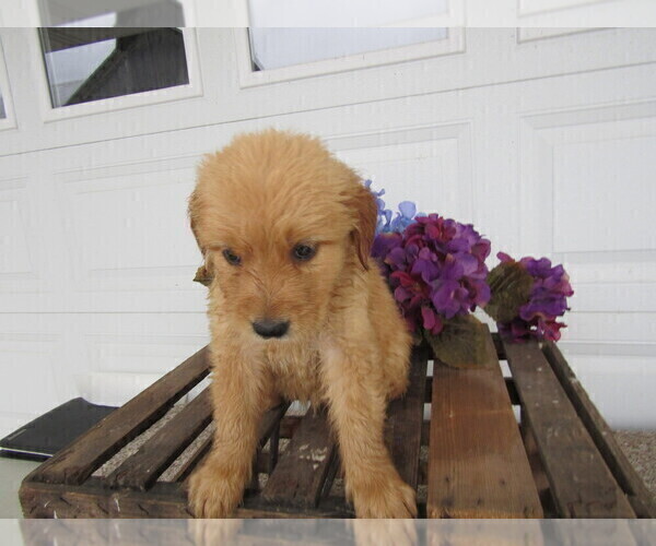 Medium Photo #5 Golden Retriever Puppy For Sale in KALAMAZOO, MI, USA