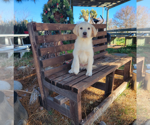 Labrador Retriever Puppy for Sale in SANTA CLARITA, California USA