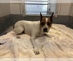LAKE - Female Mutt Dog for Adoption - Small photo