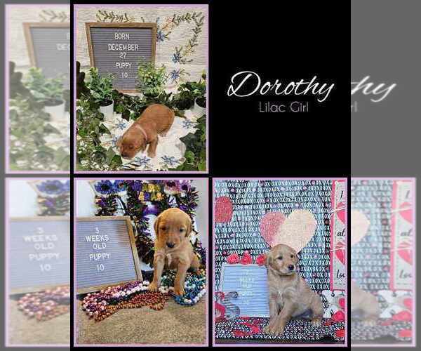 Medium Photo #13 Golden Retriever Puppy For Sale in WIGGINS, MS, USA