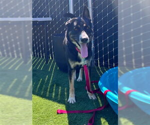 LENNOX - Male German Shepherd Dog-Unknown Mix Dog for Adoption - Photo #2