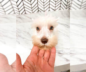 Schnauzer (Miniature) Puppy for sale in MILLERSBURG, OH, USA