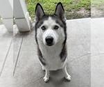Small Siberian Husky