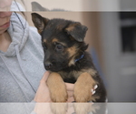 Small Photo #2 German Shepherd Dog Puppy For Sale in ALBUQUERQUE, NM, USA