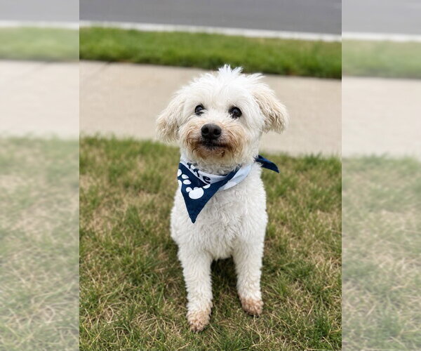 Medium Photo #15 Mutt Puppy For Sale in Salt Lake City, UT, USA