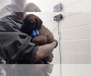 Mutt Dogs for adoption in Denver, CO, USA